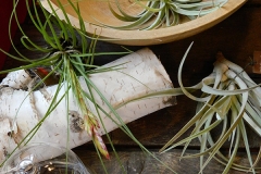 Air-Plants-Tillandsias