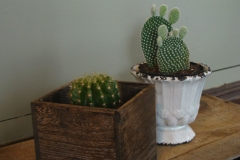 Cacti