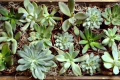 Mixed Succulents