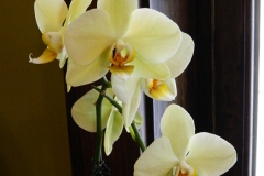 Phalaenopsis-Orchids-1