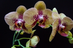 Phalaenopsis-Orchids-2