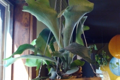 Staghorn Fern 1