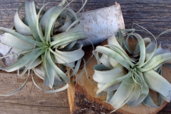 Tillandsia Xerographica Airplants